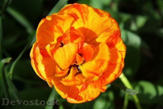 Devostock Tulip Orange Flower Spring