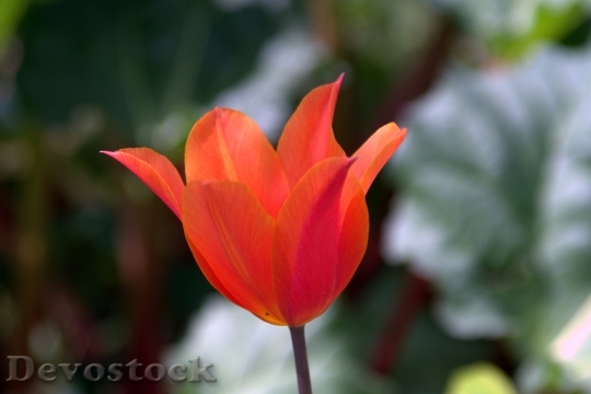 Devostock Tulip Orange Frayed Jagged