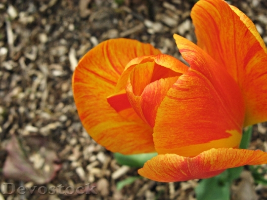 Devostock Tulip Orange Garden Blossom