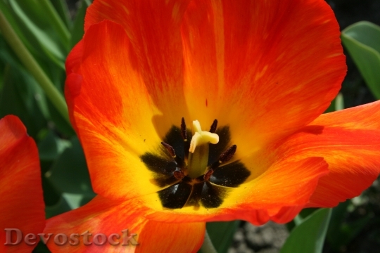 Devostock Tulip Orange Plant Spring