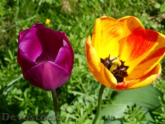 Devostock Tulip Orange Red Violet