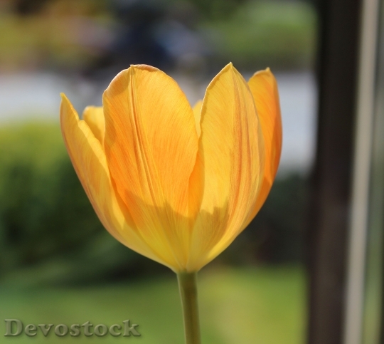 Devostock Tulip Orange Spring 967687