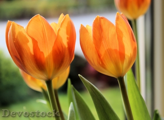 Devostock Tulip Orange Spring 967714