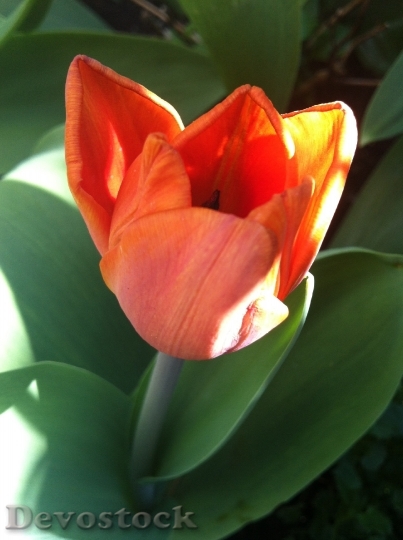 Devostock Tulip Orange Spring Flower