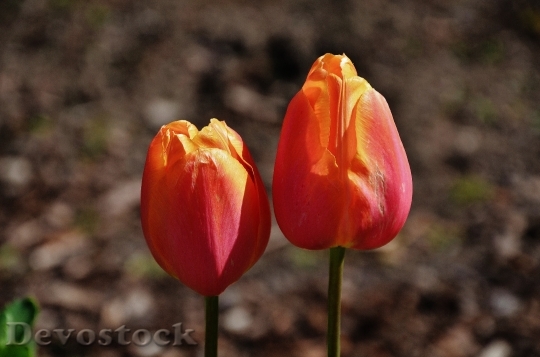 Devostock Tulip Orange Spring Nature