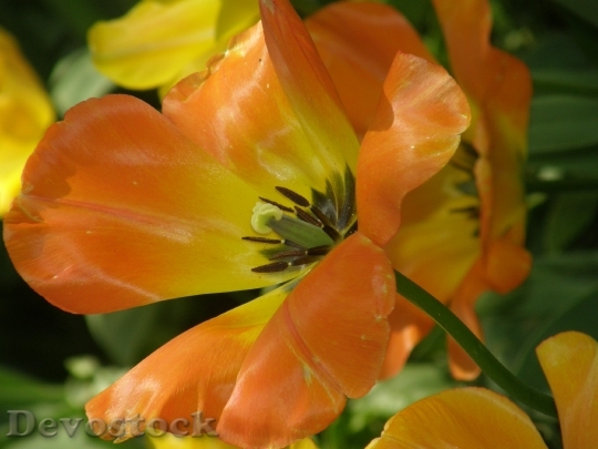 Devostock Tulip Orange Yellow Flower