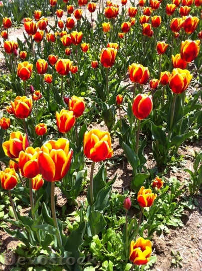 Devostock Tulip Park Flowers 631867