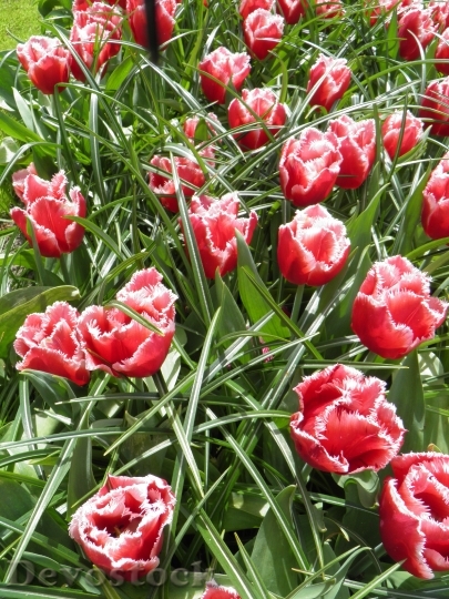 Devostock Tulip Park Tulips Nature