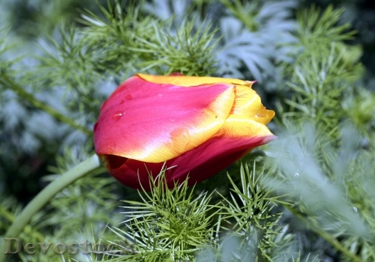Devostock Tulip Petals Flower Garden