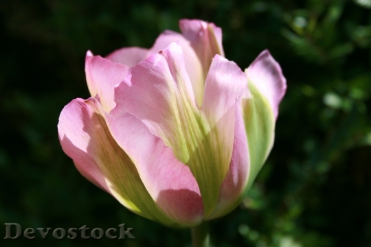 Devostock Tulip Petals Pink Green 1