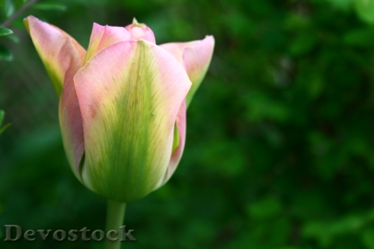 Devostock Tulip Petals Pink White