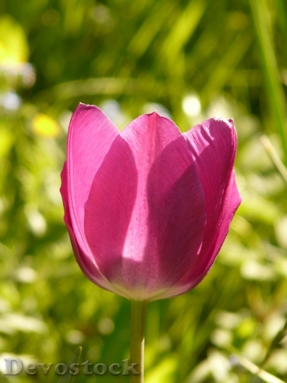 Devostock Tulip Pink Back Light 1
