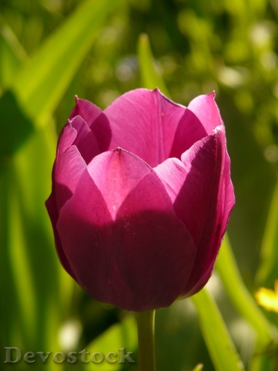 Devostock Tulip Pink Back Light 3