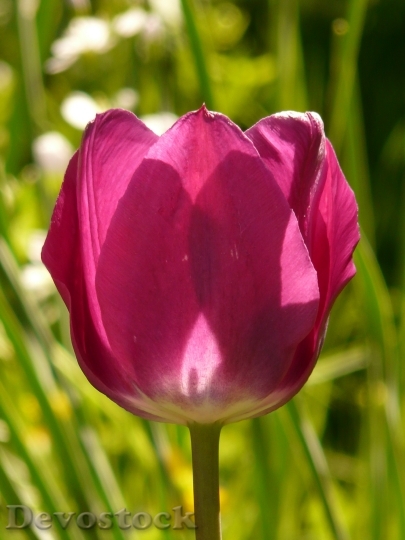Devostock Tulip Pink Back Light