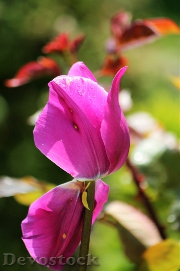 Devostock Tulip Pink Beauty 1372879
