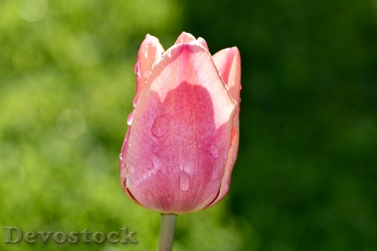 Devostock Tulip Pink Blossom Bloom