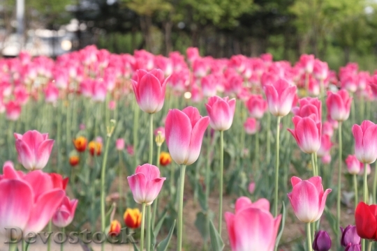 Devostock Tulip Pink Flower Blossom