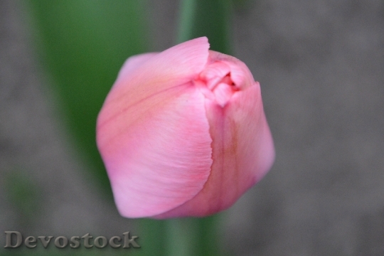 Devostock Tulip Pink Flower Buds