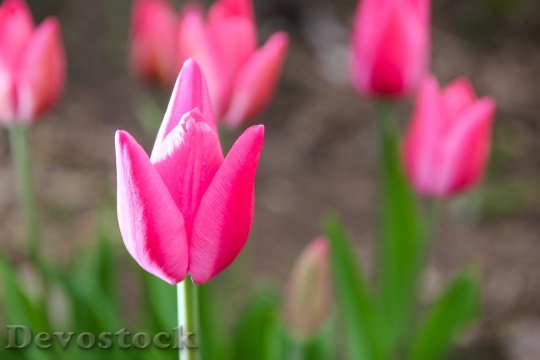 Devostock Tulip Pink Flower Floral 0