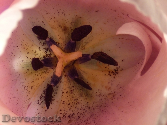 Devostock Tulip Pink Flower Pistil