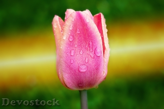 Devostock Tulip Pink Flower Plant