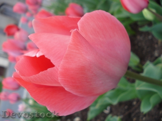 Devostock Tulip Pink Flower Spring 0