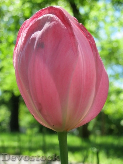 Devostock Tulip Pink Flower Spring 1