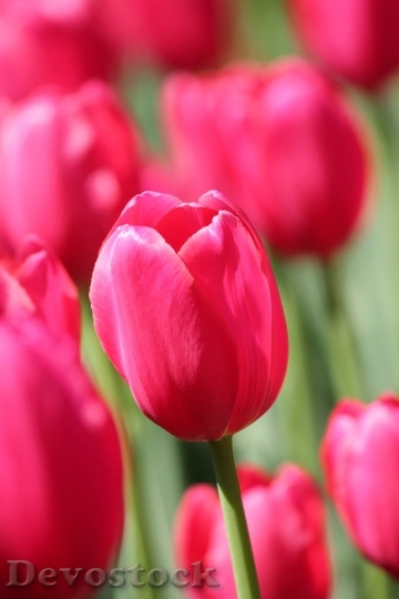 Devostock Tulip Pink Flower Spring 2