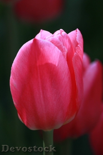Devostock Tulip Pink Flower Spring 3