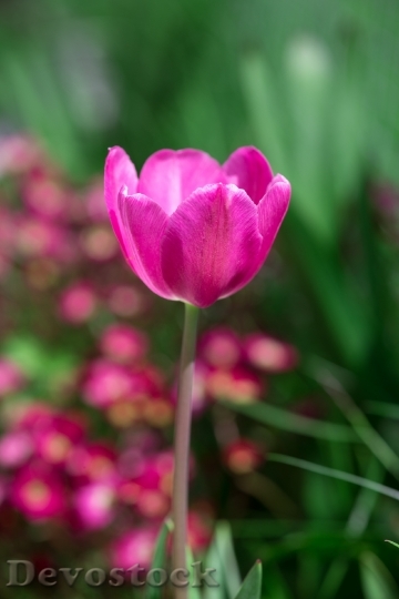 Devostock Tulip Pink Flower Spring 4