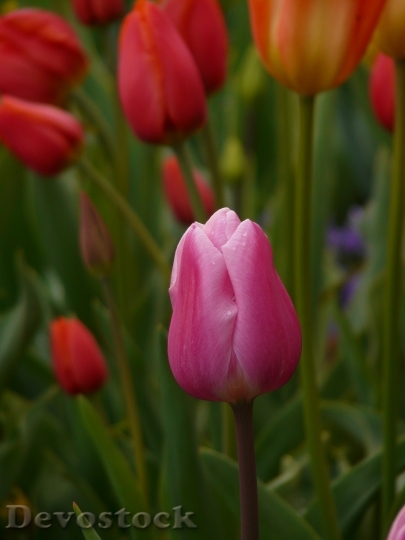 Devostock Tulip Pink Flower Spring