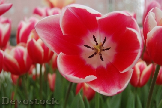 Devostock Tulip Pink Garden Spring