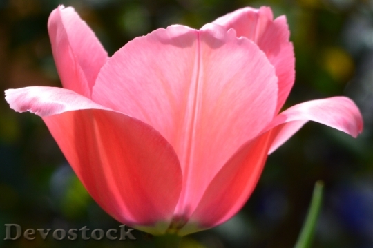 Devostock Tulip Pink Open 476296