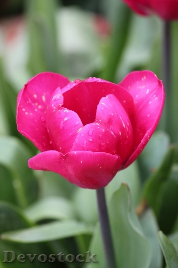 Devostock Tulip Pink Petals Spring