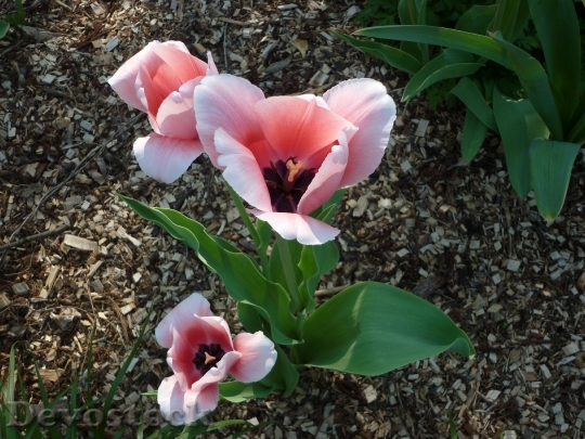 Devostock Tulip Pink Spring Blossom