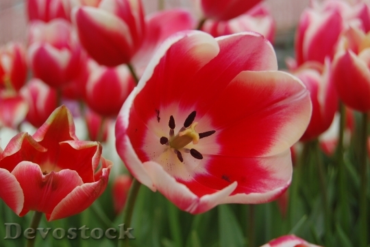 Devostock Tulip Pink Spring Garden