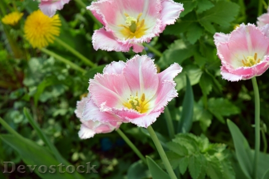 Devostock Tulip Pink White Bicolor 0