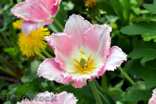 Devostock Tulip Pink White Bicolor