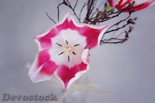 Devostock Tulip Pink White Flower