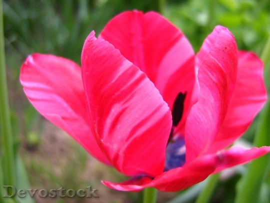 Devostock Tulip Pistil Garden Flower