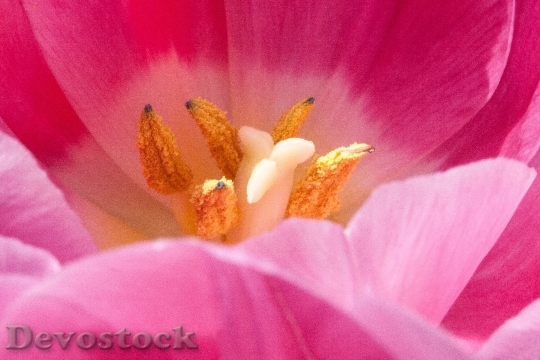Devostock Tulip Pistil Pollen Stamens