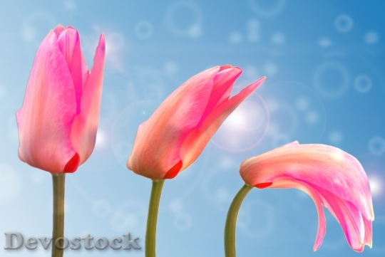 Devostock Tulip Plant Blossom Bloom 0