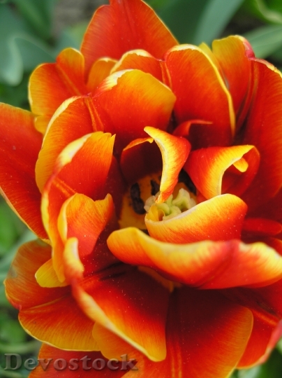 Devostock Tulip Plant Blossom Bloom