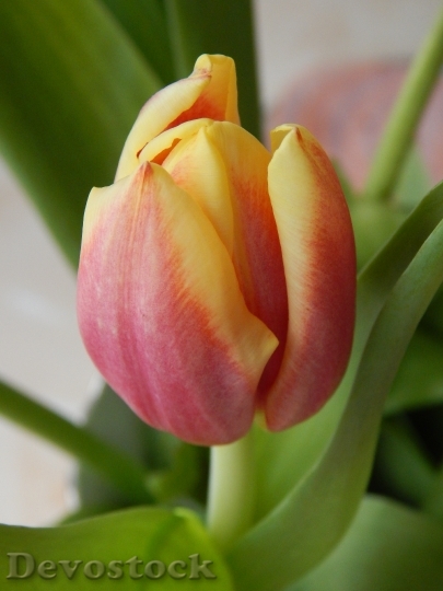 Devostock Tulip Plant Flower 328353