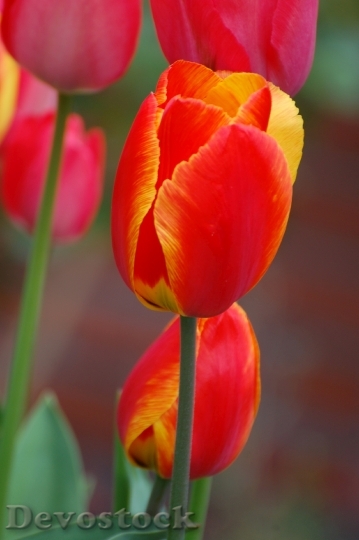 Devostock Tulip Plant Flower Red 0