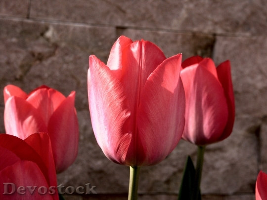 Devostock Tulip Plant Flower Red