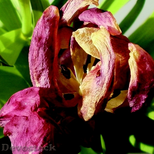 Devostock Tulip Plant Flower Transience