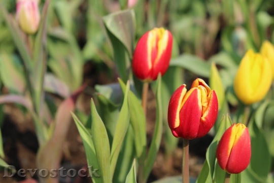 Devostock Tulip Plant Natural 697276