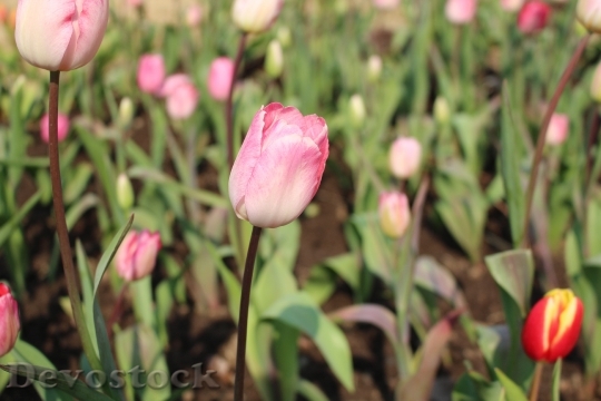 Devostock Tulip Plant Natural 697277