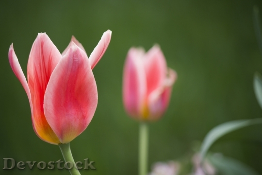 Devostock Tulip Plant Red Spring